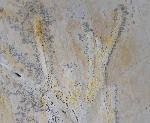 Brachyphyllum nepos SAPORTA - Bild &copy; FossNet FossilienStore